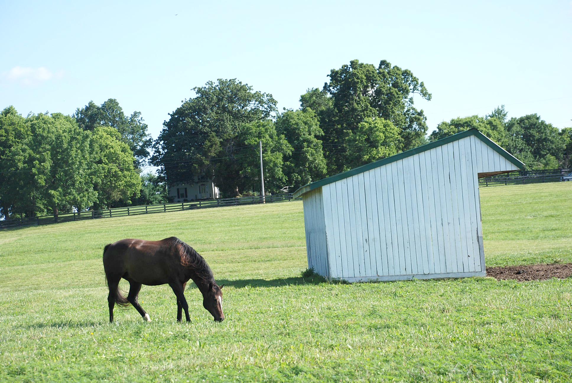 horse grazing